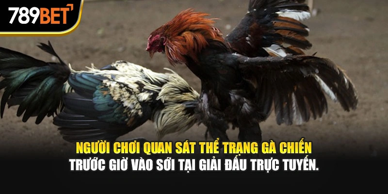 Người chơi quan sát thể trạng gà chiến trước giờ vào sới tại giải đấu trực tuyến.