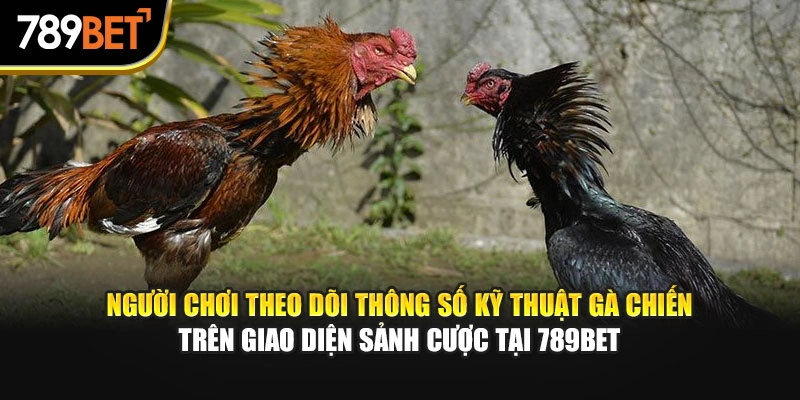 Người chơi theo dõi thông số kỹ thuật gà chiến trên giao diện sảnh cược tại 789bet.