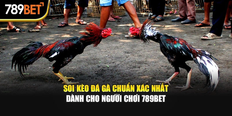Soi Kèo Đá Gà Chuẩn Xác Nhất Dành Cho Người Chơi 789bet